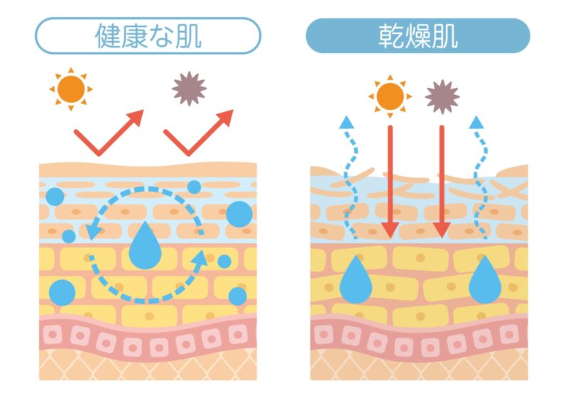 乾燥、抵抗力の減少